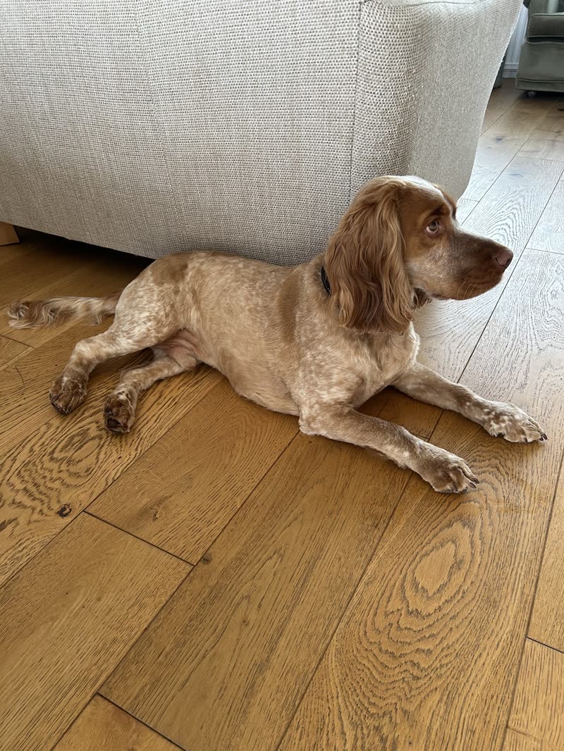 A freshly groomed roan cocker spaniel lying on a wooden floor beside a grey armchair