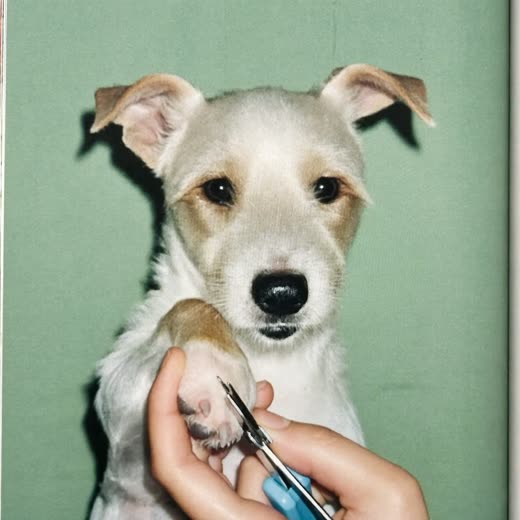 A dog's paw held for a nail trim